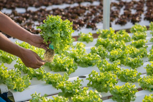 Idroponica, che cos'è ?