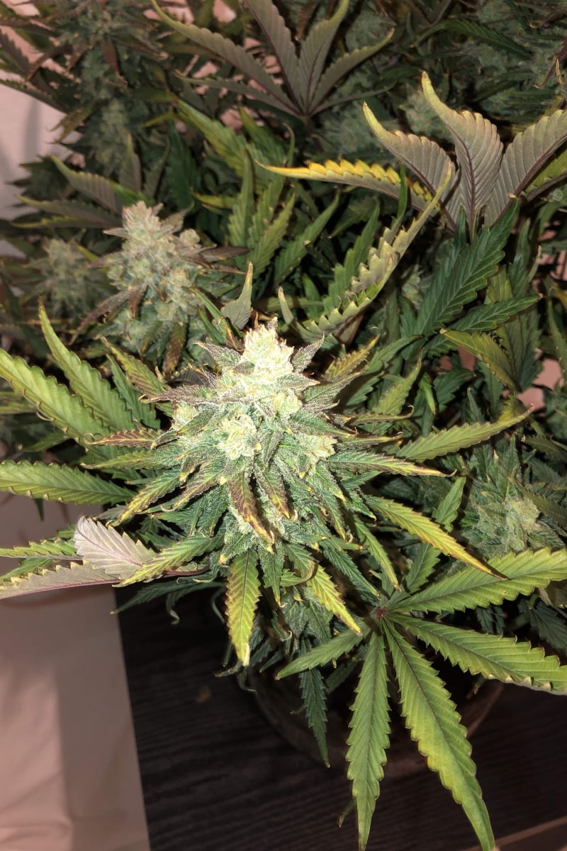 FAST BUDS - GORILLA GLUE AUTO
