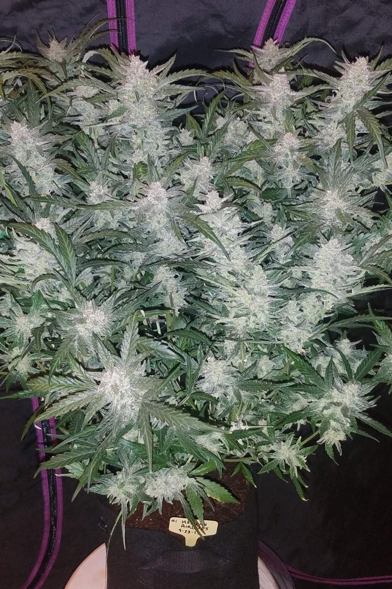 FAST BUDS - MEXICAN AIRLINES AUTO