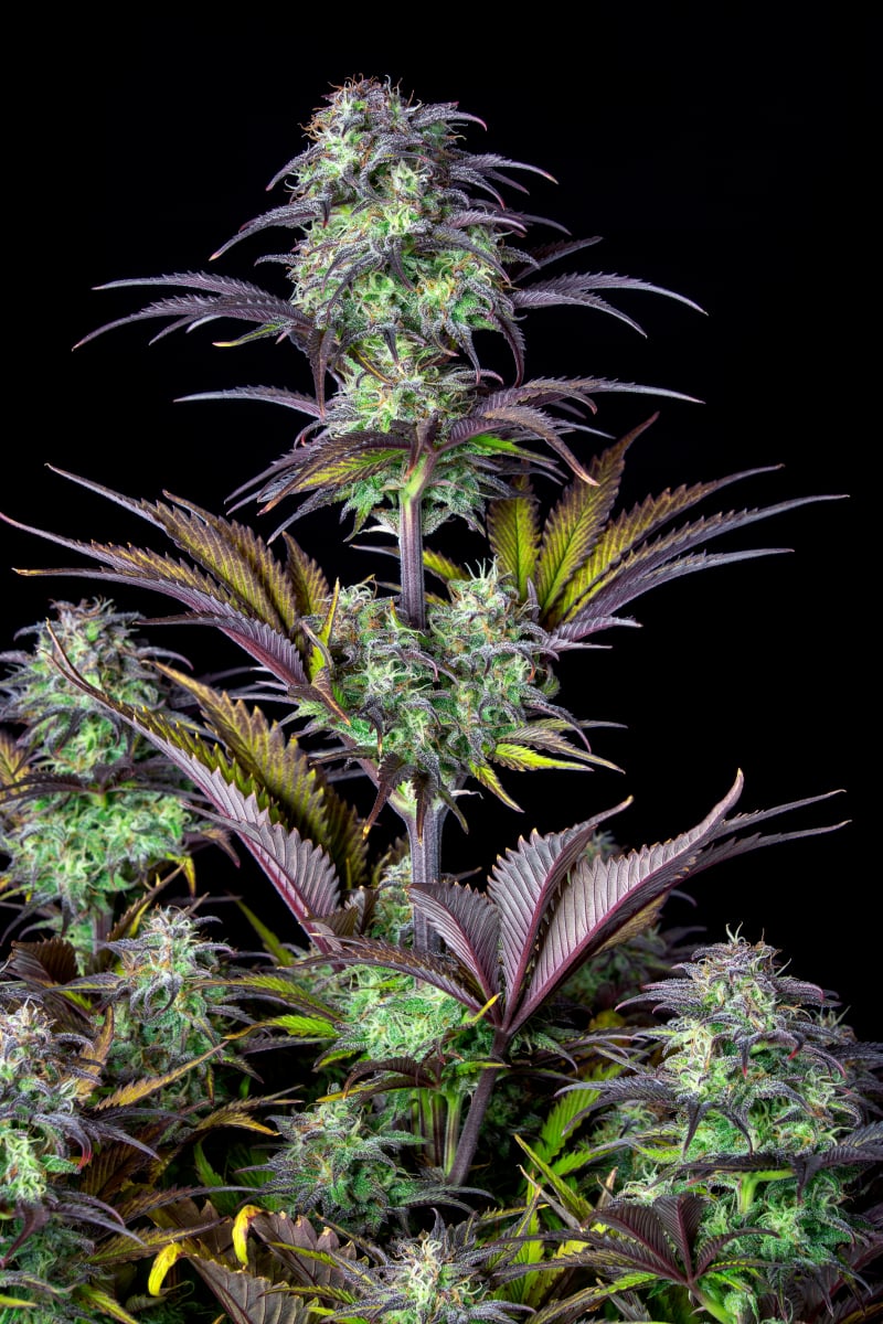 FAST BUDS - BLUEBERRY AUTO