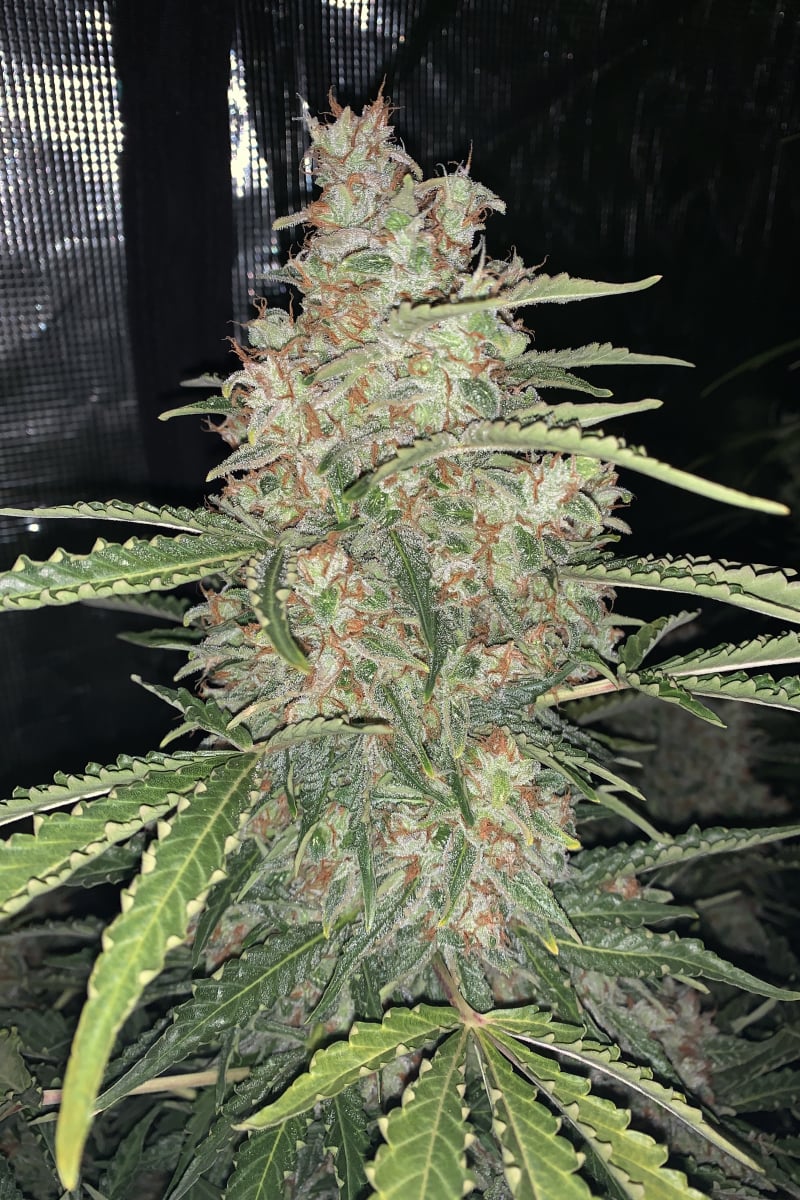 FAST BUDS - OG KUSH AUTO