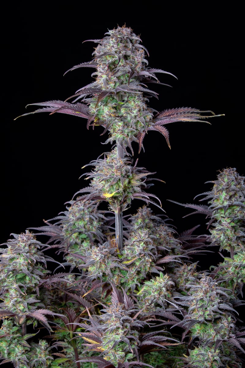 FAST BUDS - BLUEBERRY AUTO