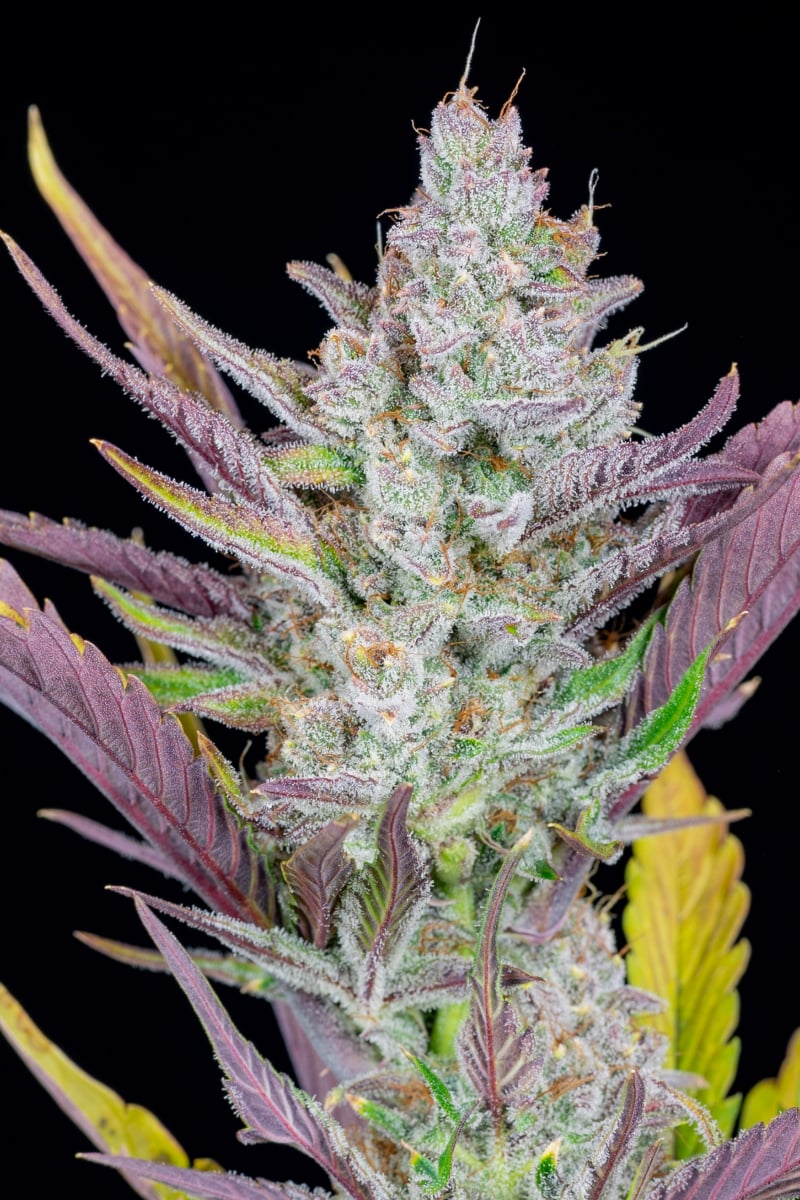 FAST BUDS - WEDDING GLUE AUTO