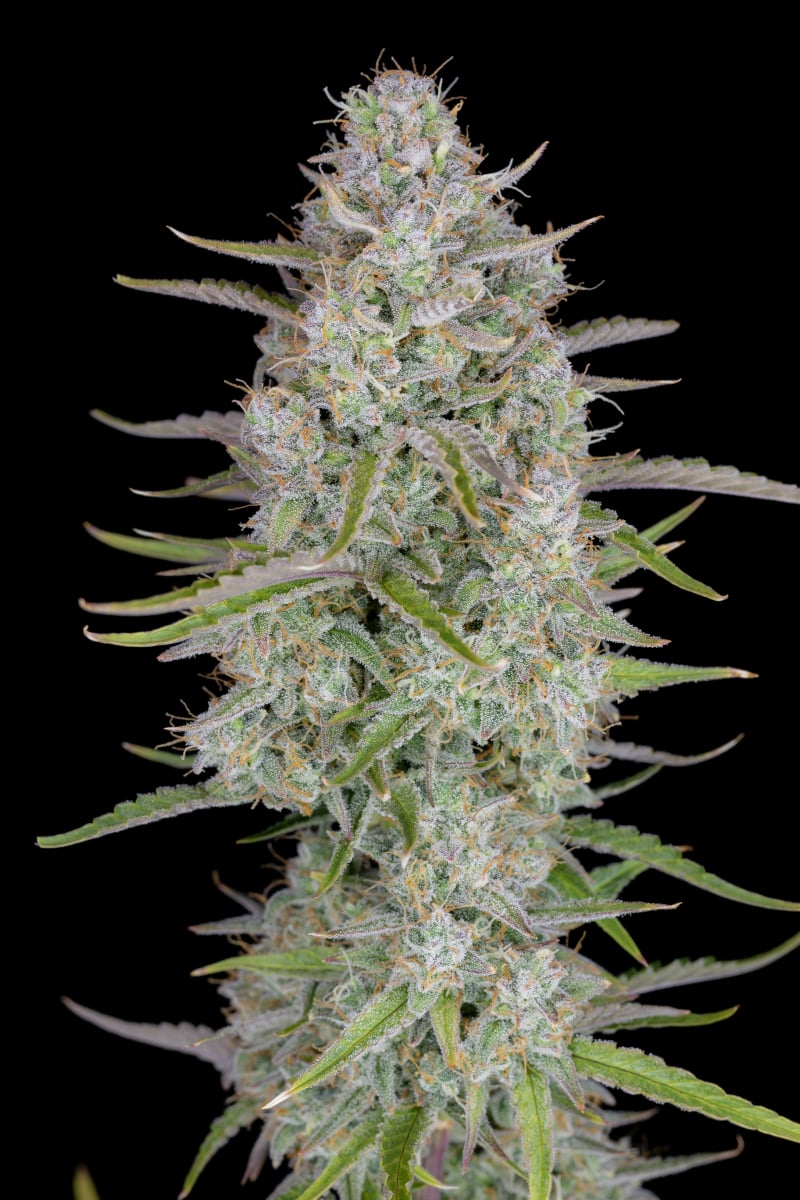 FAST BUDS - WEDDING CHEESECAKE AUTO