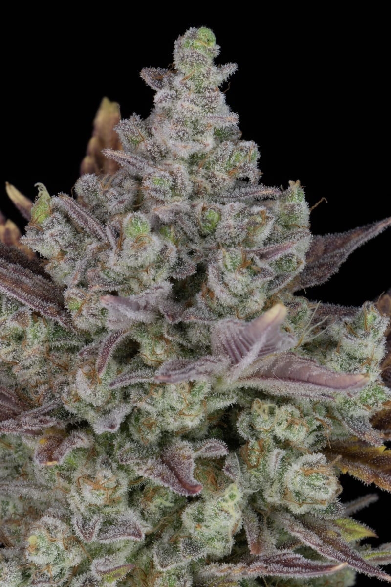 FAST BUDS - GORILLA COOKIES AUTO
