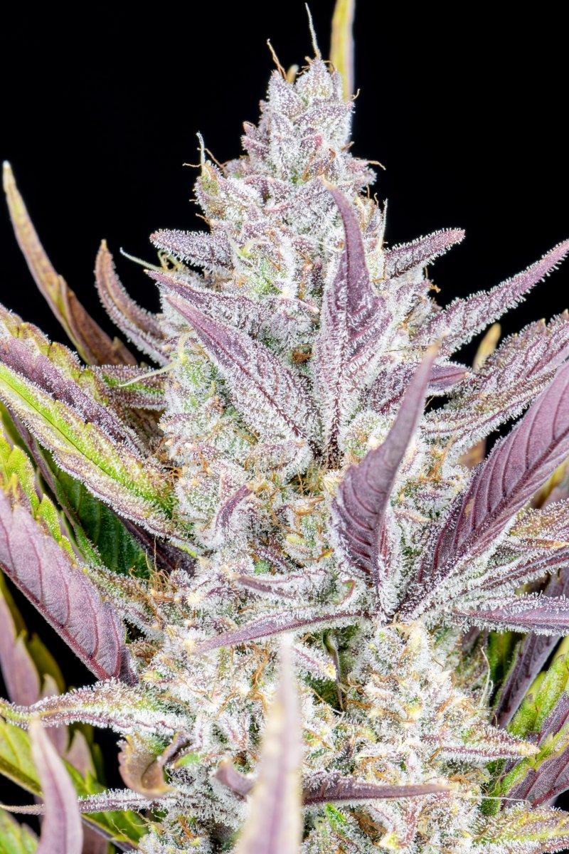 FAST BUDS - WEDDING GLUE AUTO