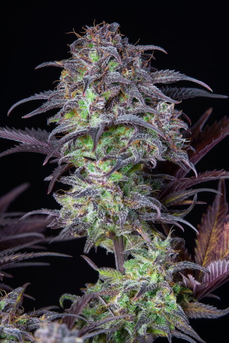 FAST BUDS - BLUEBERRY AUTO