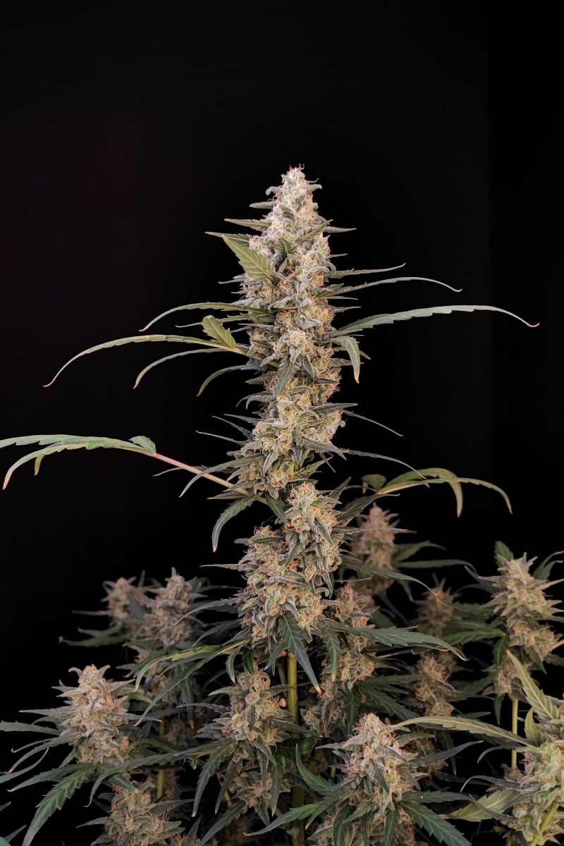 FAST BUDS - CRITICAL AUTO