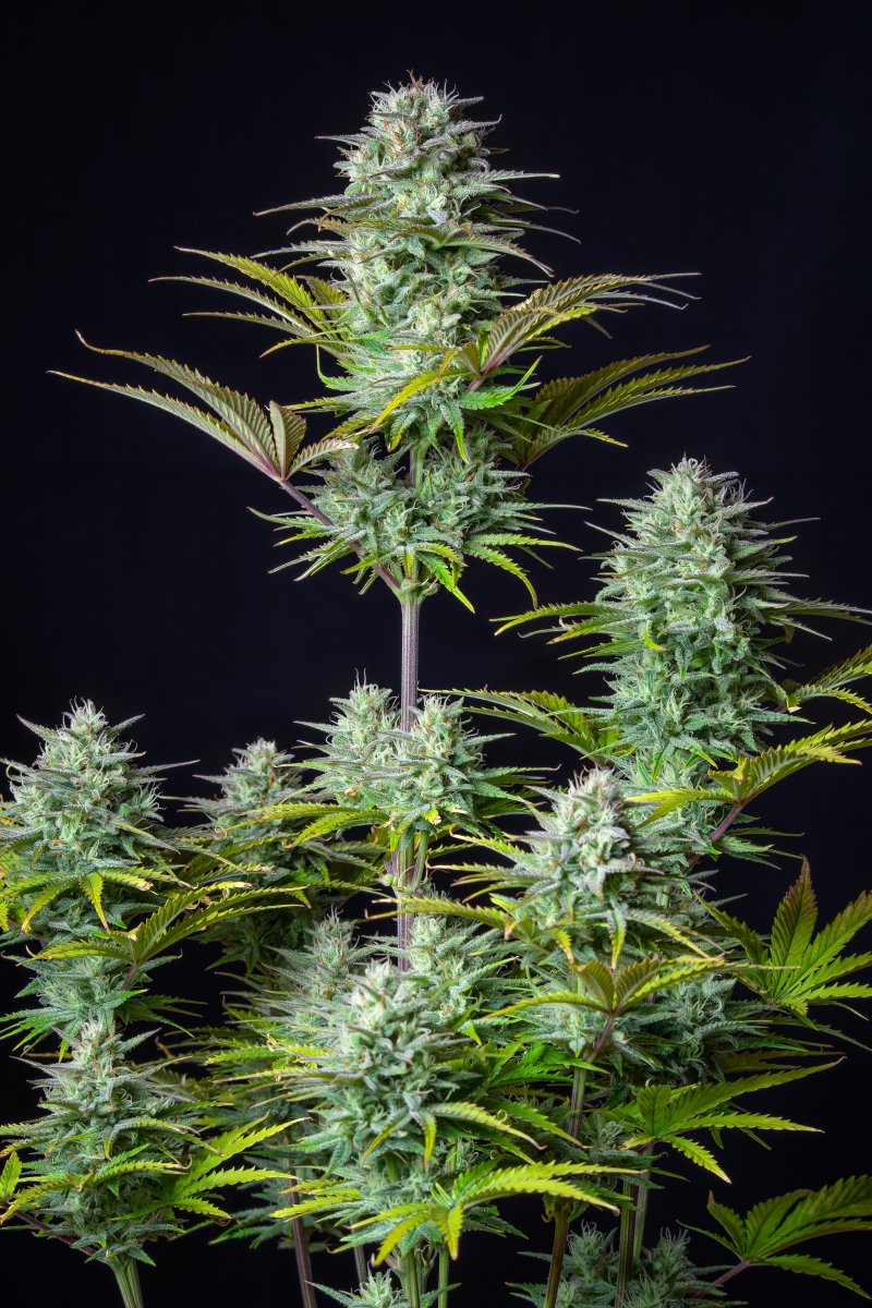FAST BUDS - KOSHER CAKE AUTO