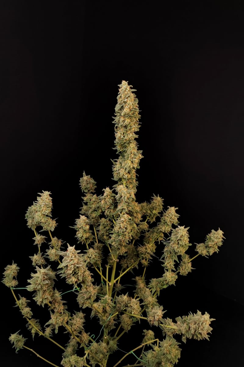 FAST BUDS - CRITICAL AUTO