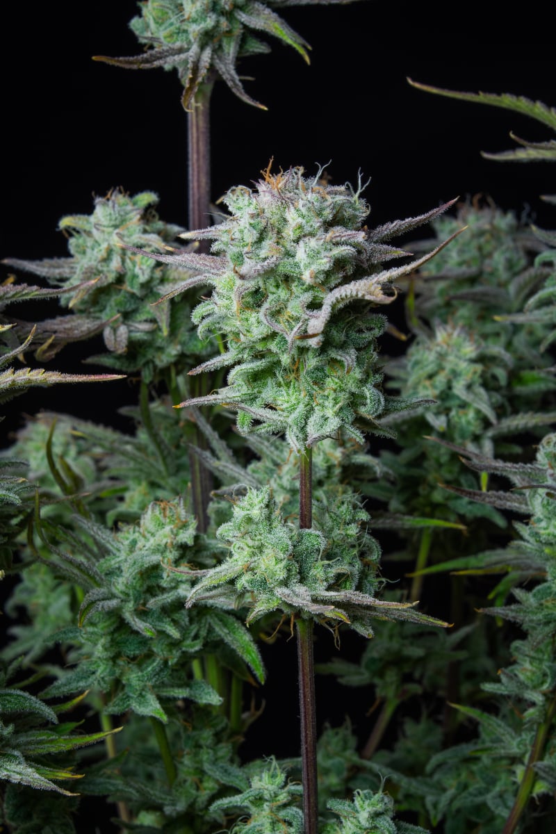 FAST BUDS - STRAWBERRY BANANA AUTO