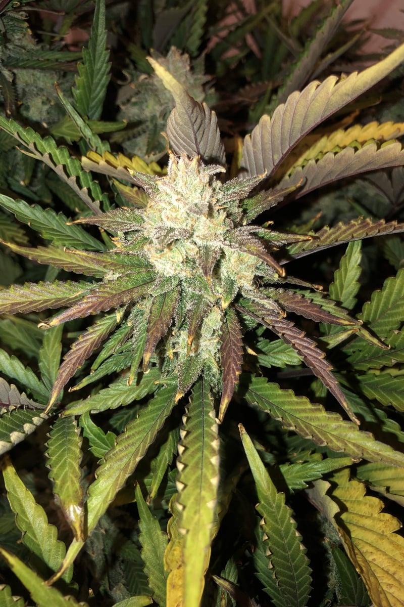 FAST BUDS - GORILLA GLUE AUTO