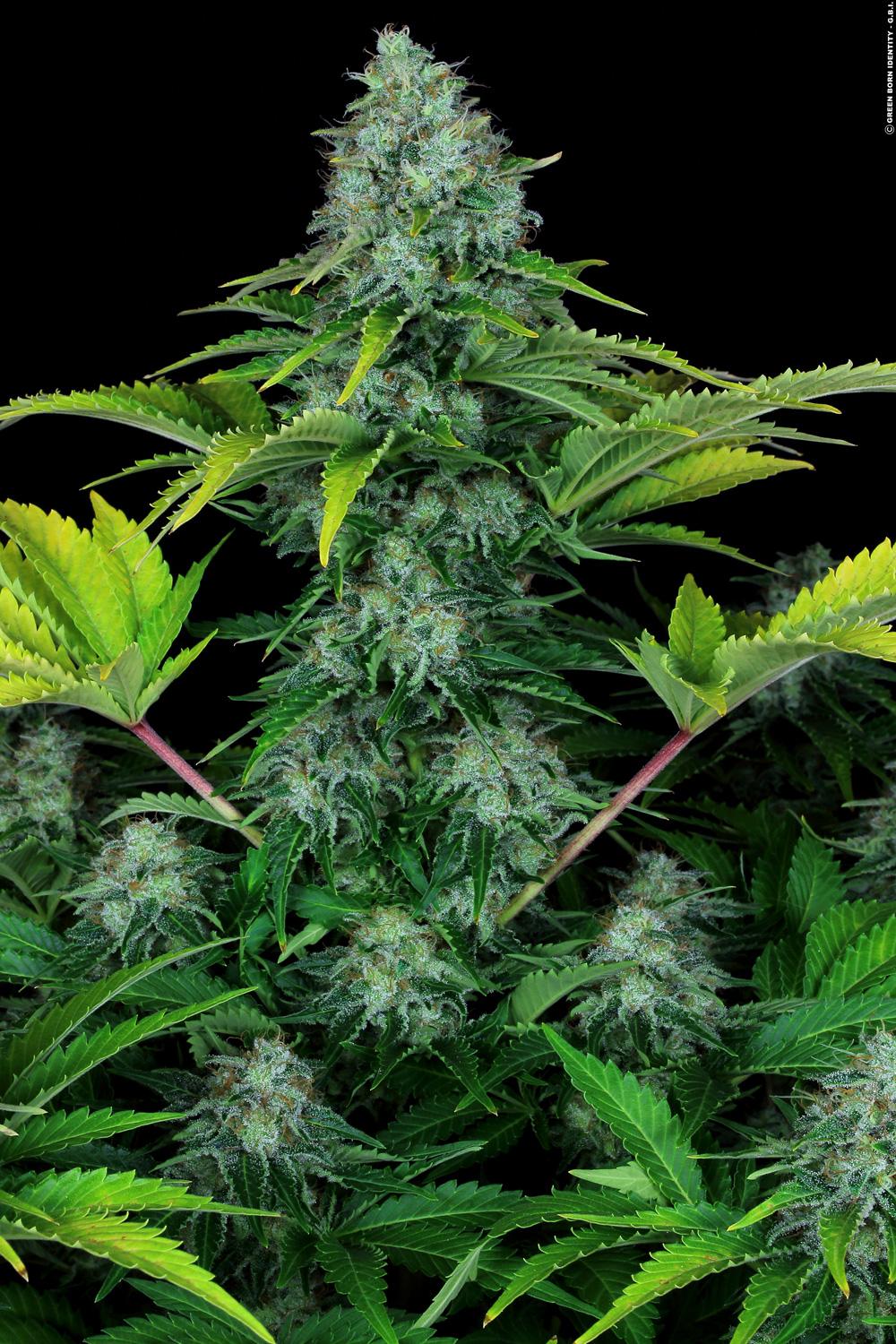 PARADISE SEEDS - ICE CREAM FEMMINIZZATA