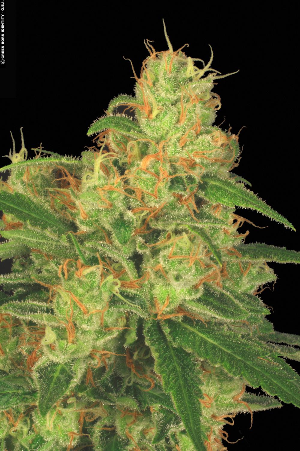 PARADISE SEEDS - AUTO ACID