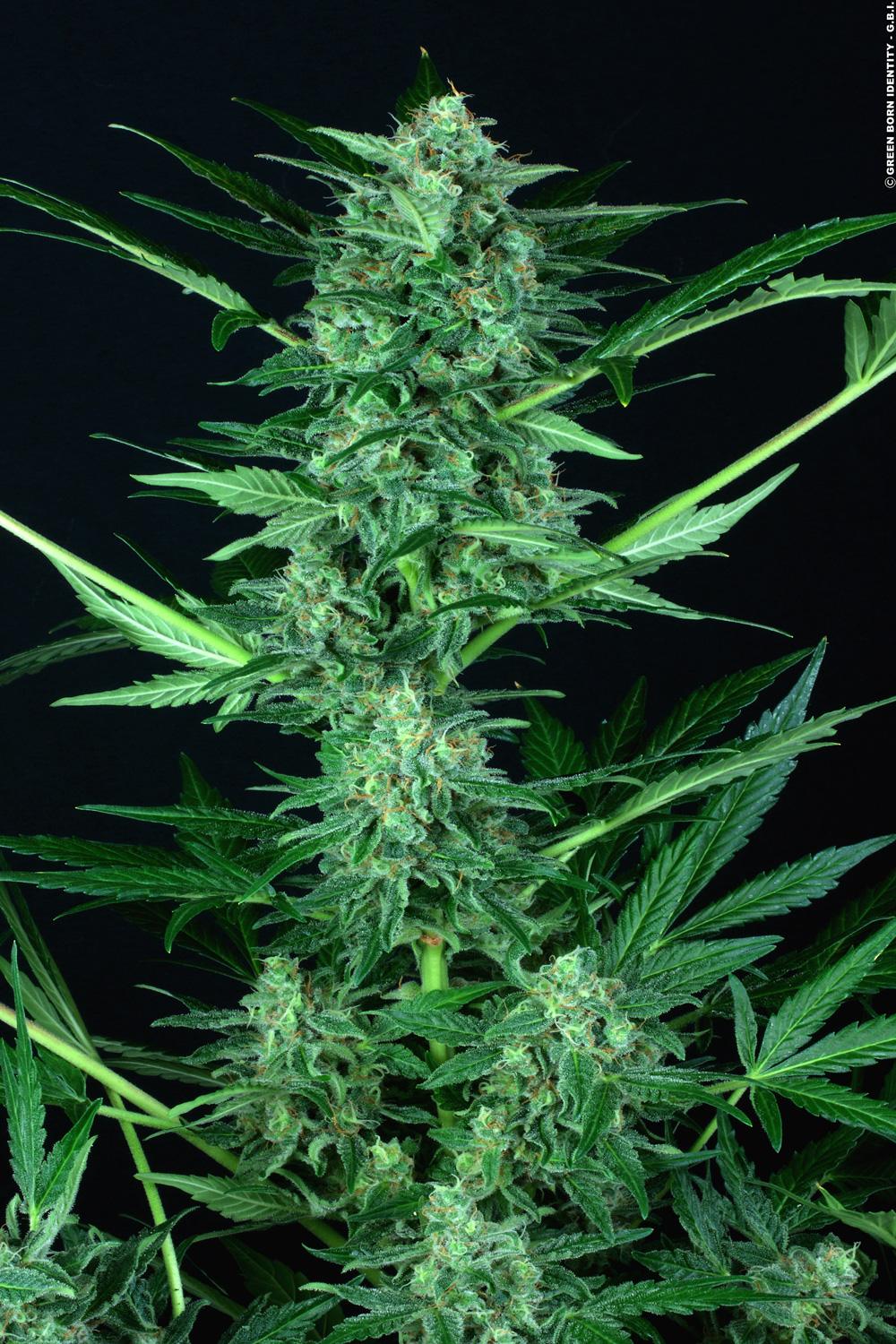 PARADISE SEEDS - AUTO WAPPA