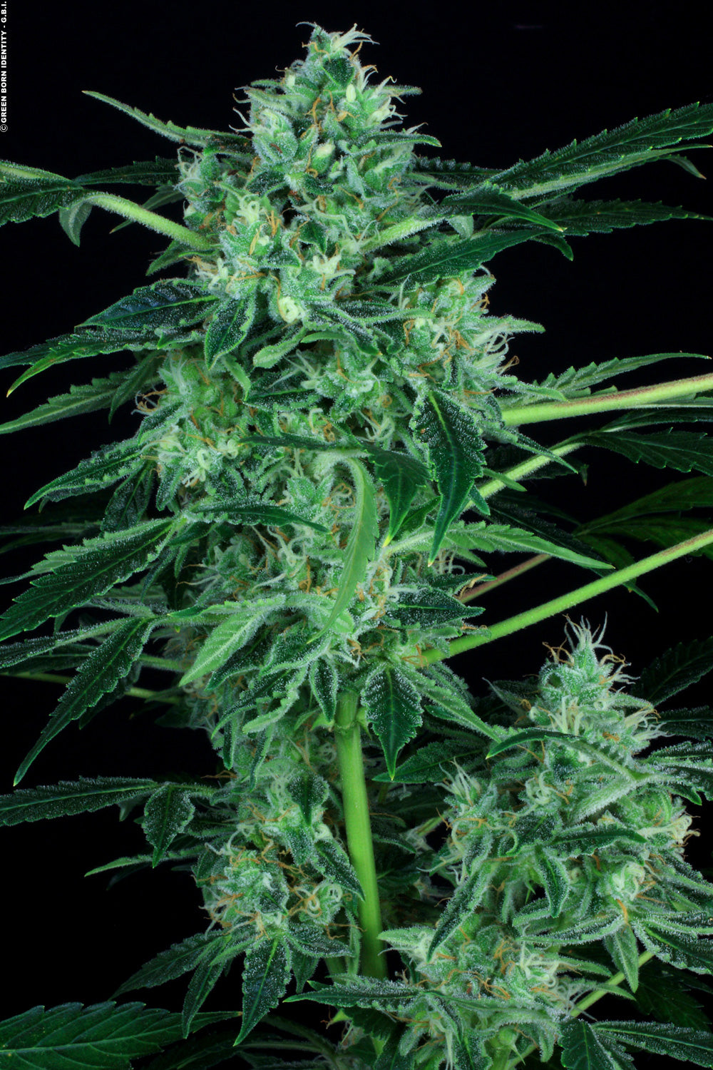 PARADISE SEEDS - AUTO WHITE BERRY