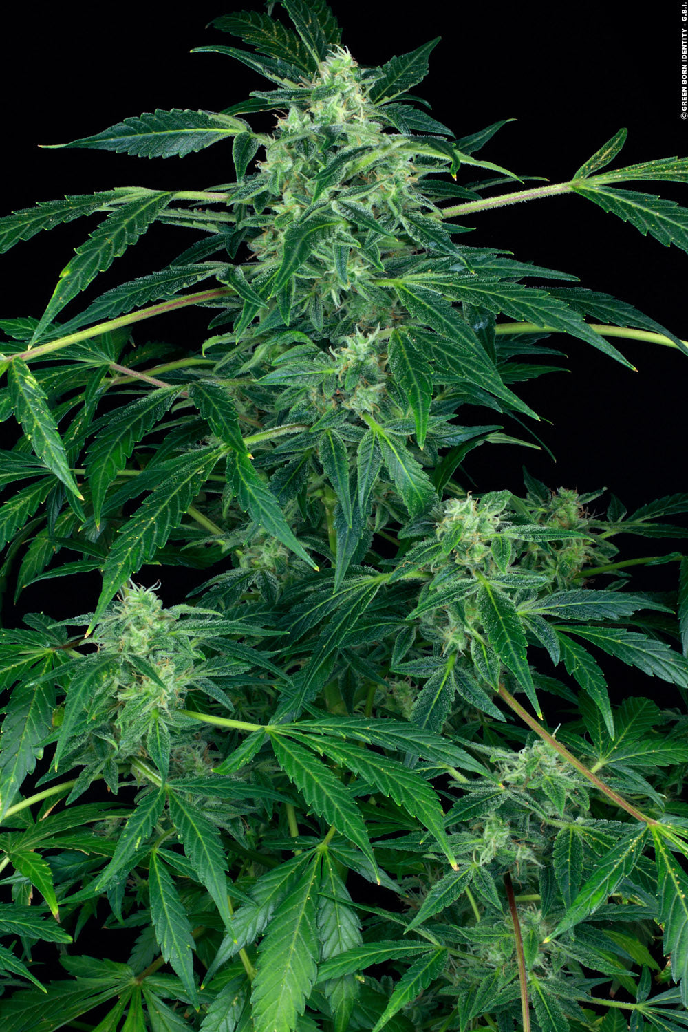 PARADISE SEEDS - AUTO JACK