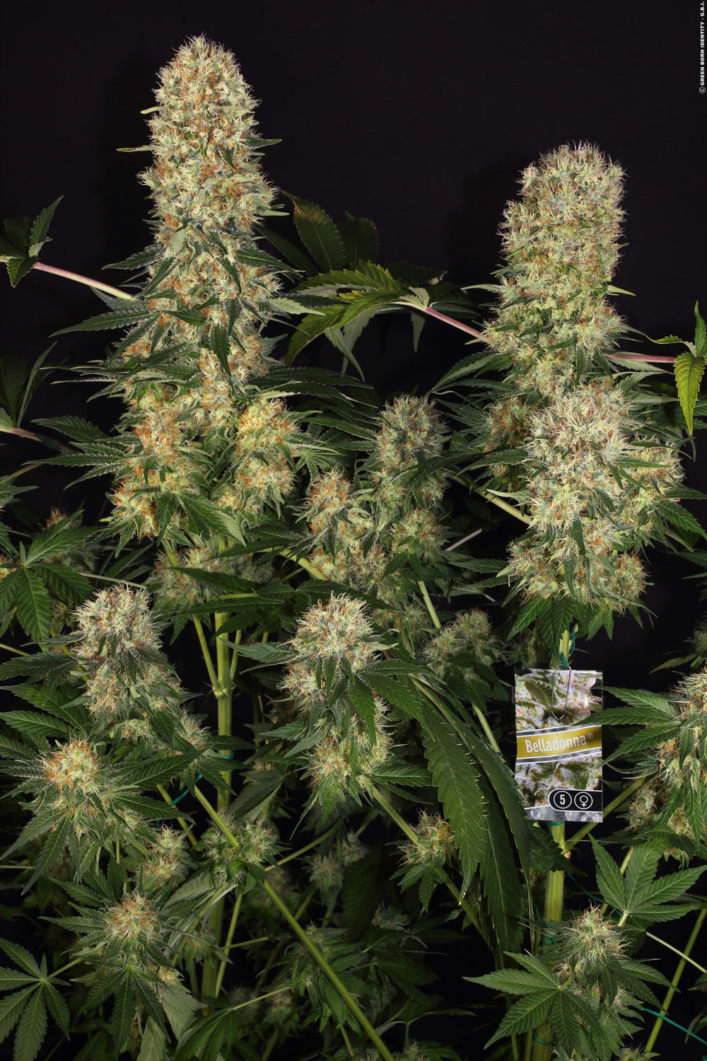 PARADISE SEEDS - BELLADONNA FEMMINIZZATA