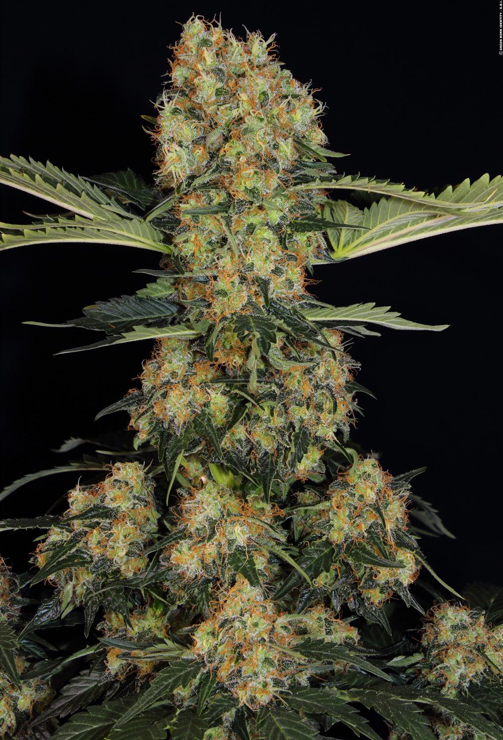 PARADISE SEEDS - BLUE KUSH BERRY - CHONG'S CHOICE