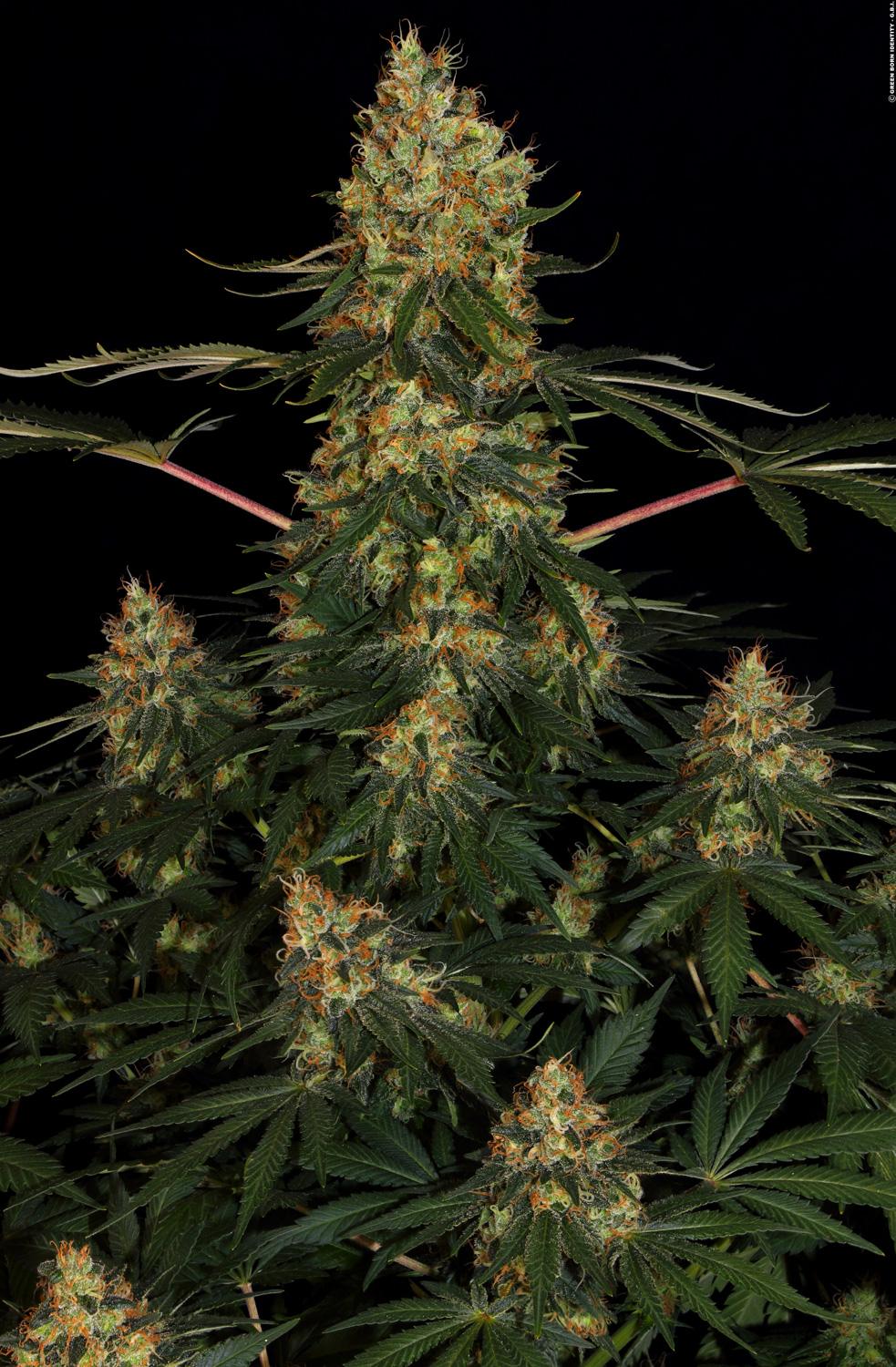 PARADISE SEEDS - CALIFORNIAN GOLD FEMMINIZZATA