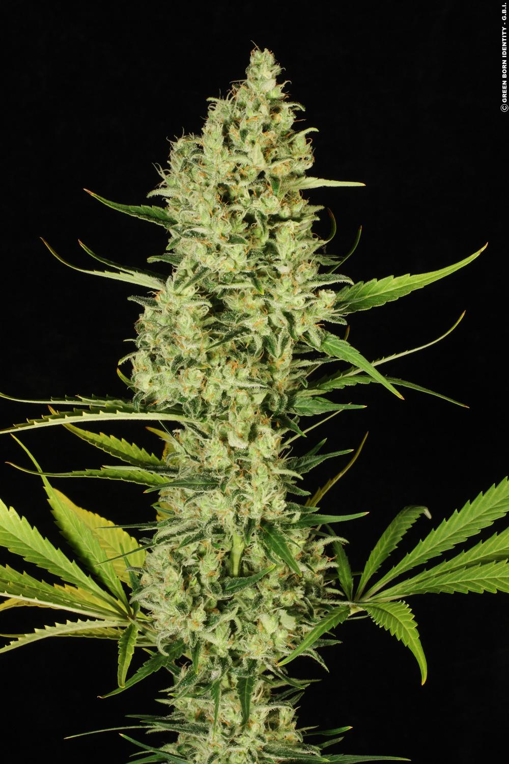 PARADISE SEEDS - DELAHAZE FEMMINIZZATA