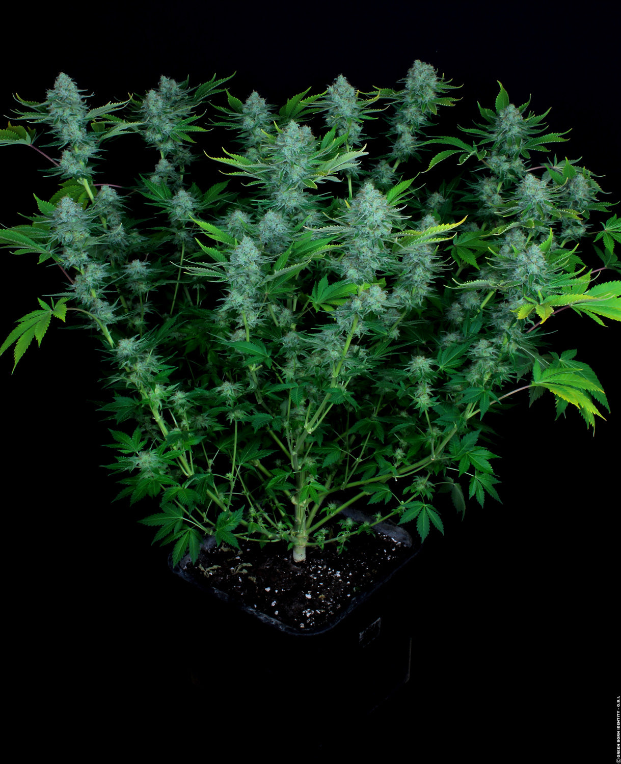 PARADISE SEEDS - NEBULA FEMMINIZZATA