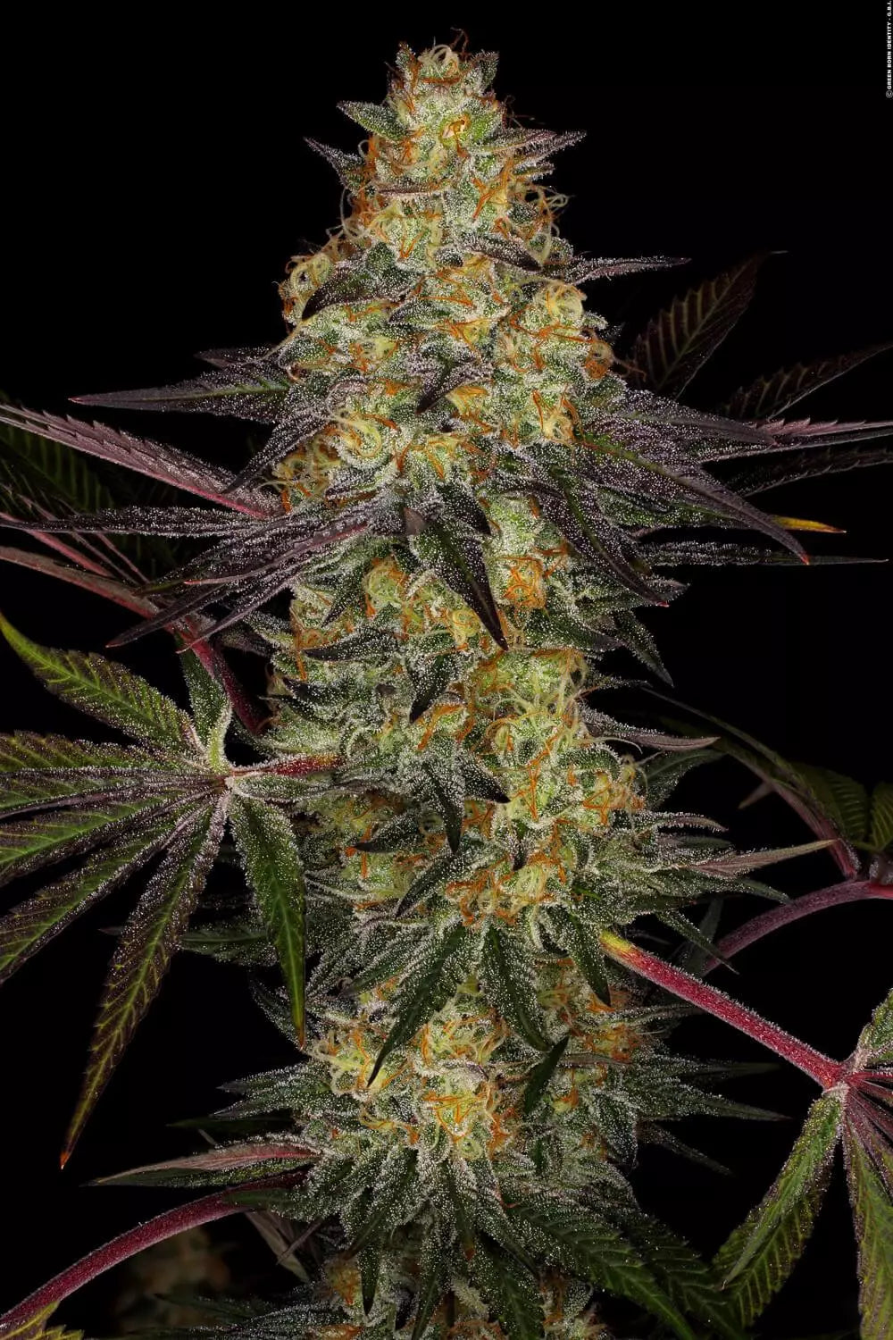 PARADISE SEEDS - EL DORADO OG