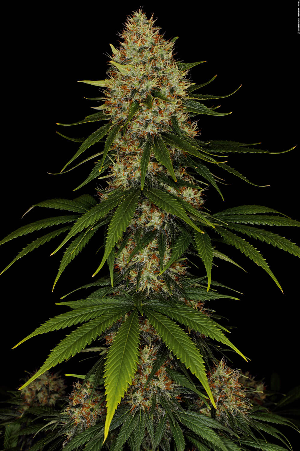 PARADISE SEEDS - SPACE COOKIES FEMMINIZZATA