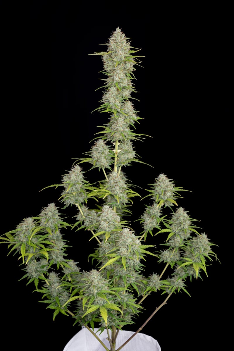 FAST BUDS - ORANGE SHERBET AUTO