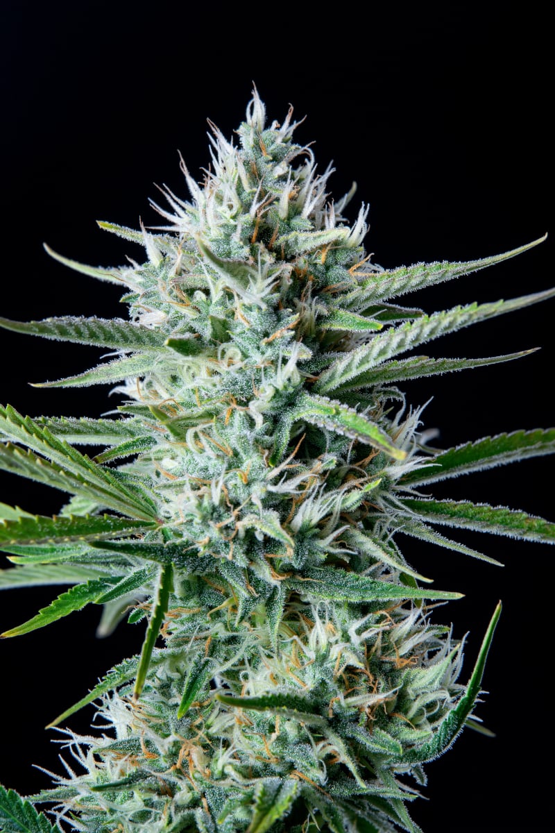 FAST BUDS - WHITE WIDOW AUTO
