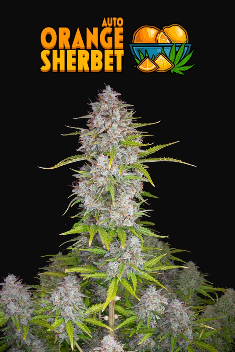 FAST BUDS - ORANGE SHERBET AUTO
