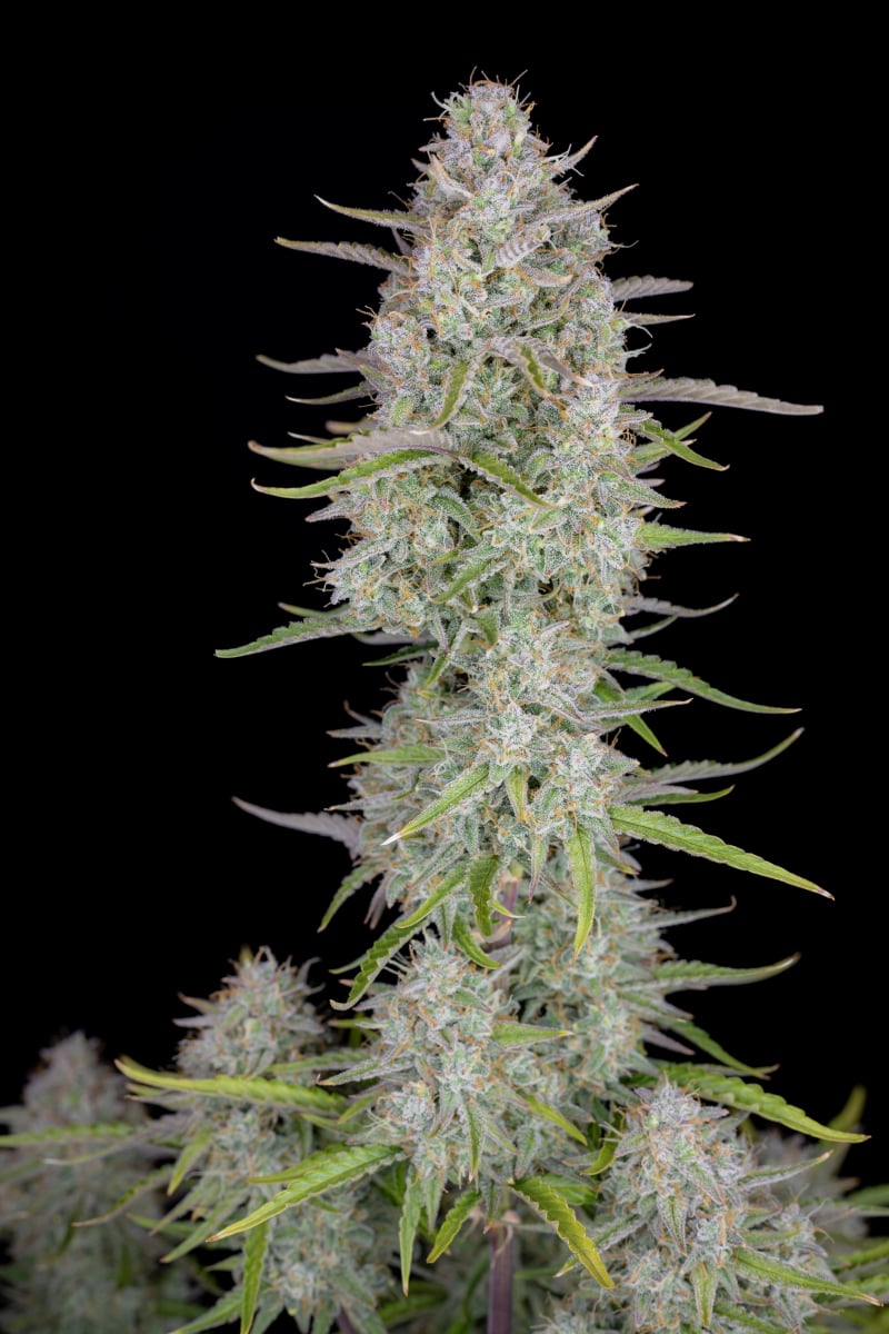 FAST BUDS - WEDDING CHEESECAKE AUTO