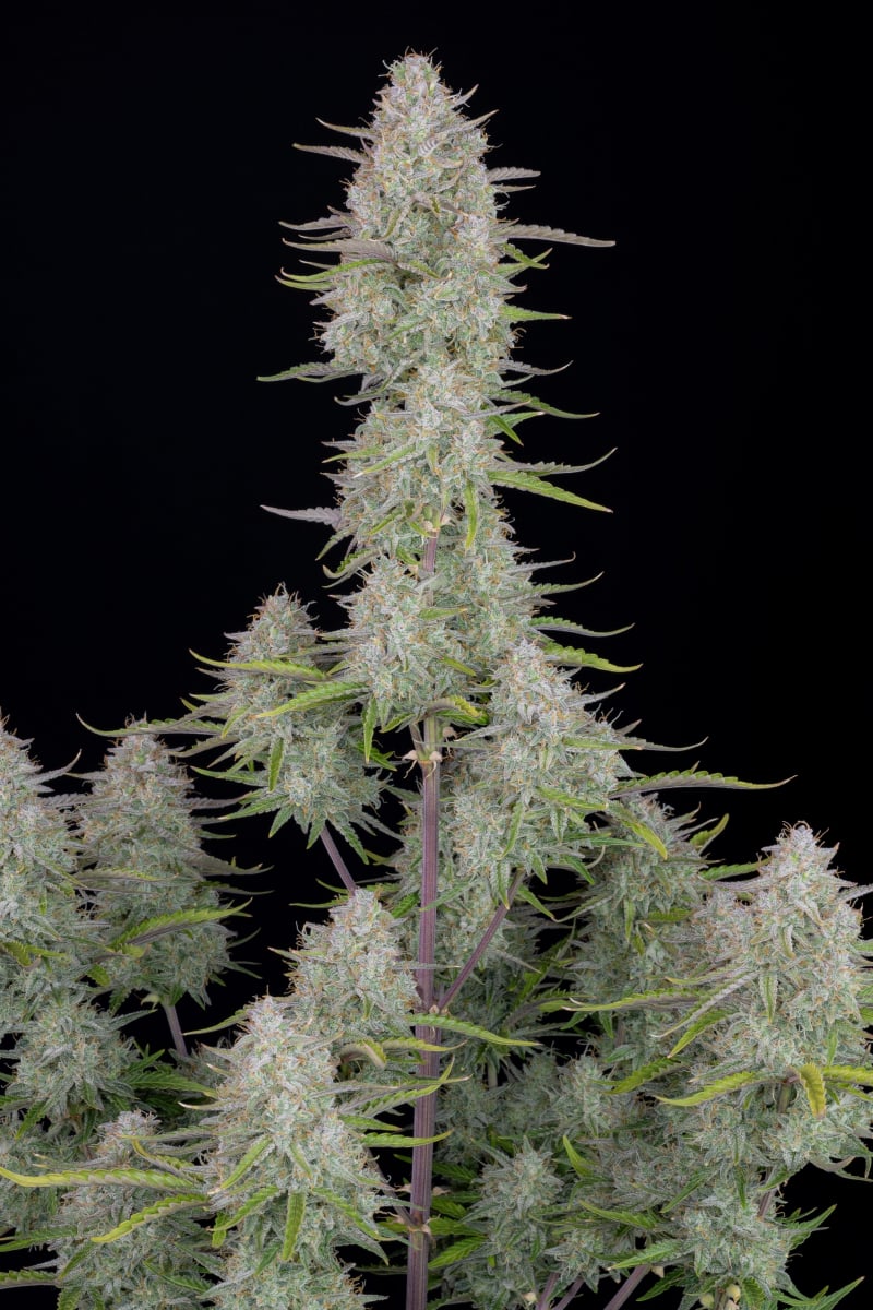 FAST BUDS - WEDDING CHEESECAKE AUTO