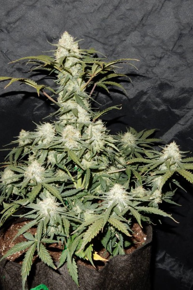 FAST BUDS - WEST COAST O.G. AUTO