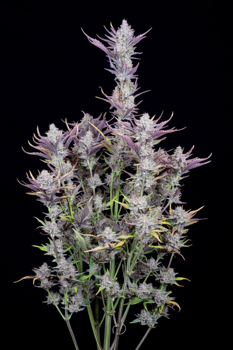 FAST BUDS - WEDDING GLUE AUTO