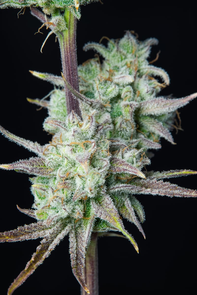 FAST BUDS - STRAWBERRY BANANA AUTO