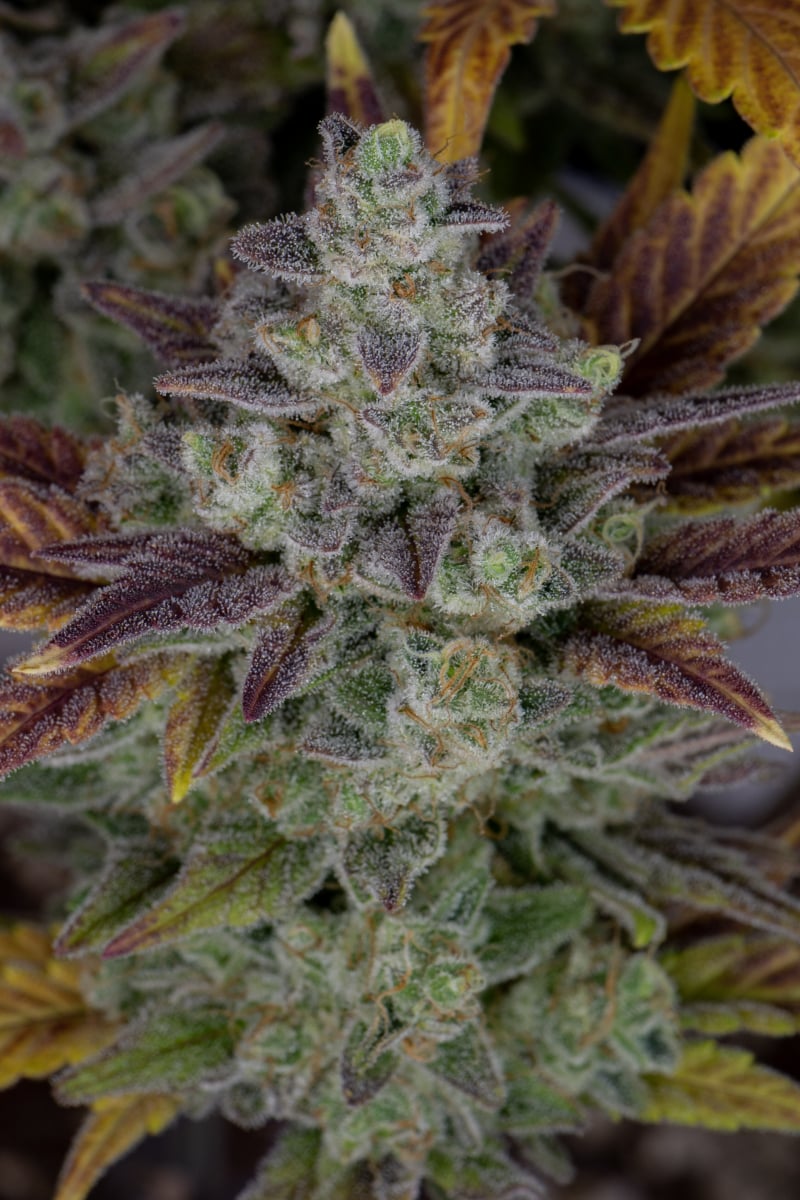 FAST BUDS - GORILLA COOKIES AUTO