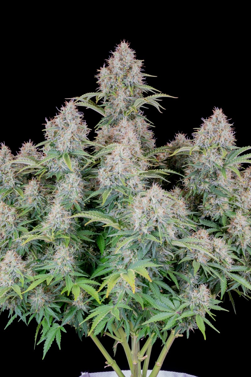 FAST BUDS - CINDERELLA AUTO