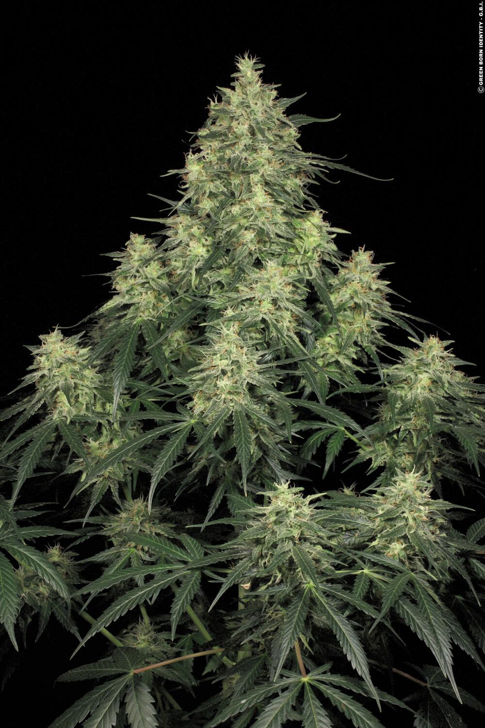PARADISE SEEDS - ATOMICAL HAZE FEMMINIZZATA
