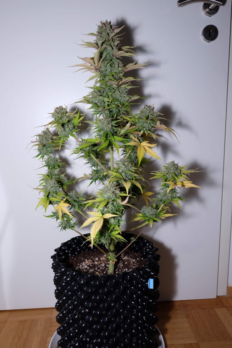 FAST BUDS - G14 AUTO