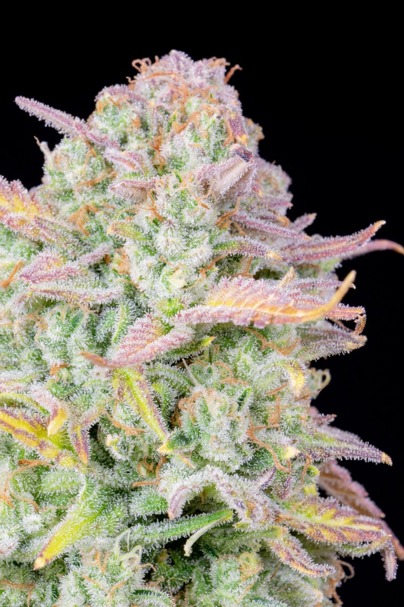 FAST BUDS - TRAINWRECK AUTO