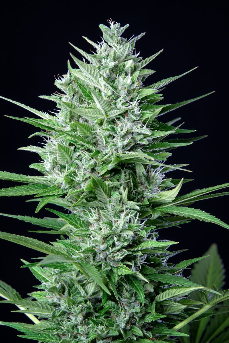 FAST BUDS - WHITE WIDOW AUTO