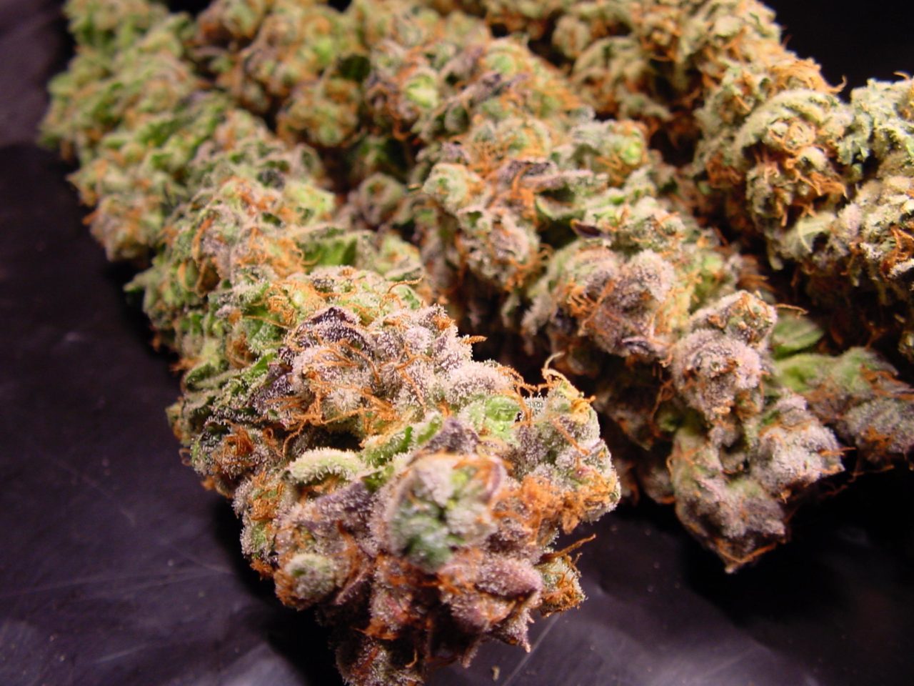 PARADISE SEEDS - DURGA MATA FEMMINIZZATA