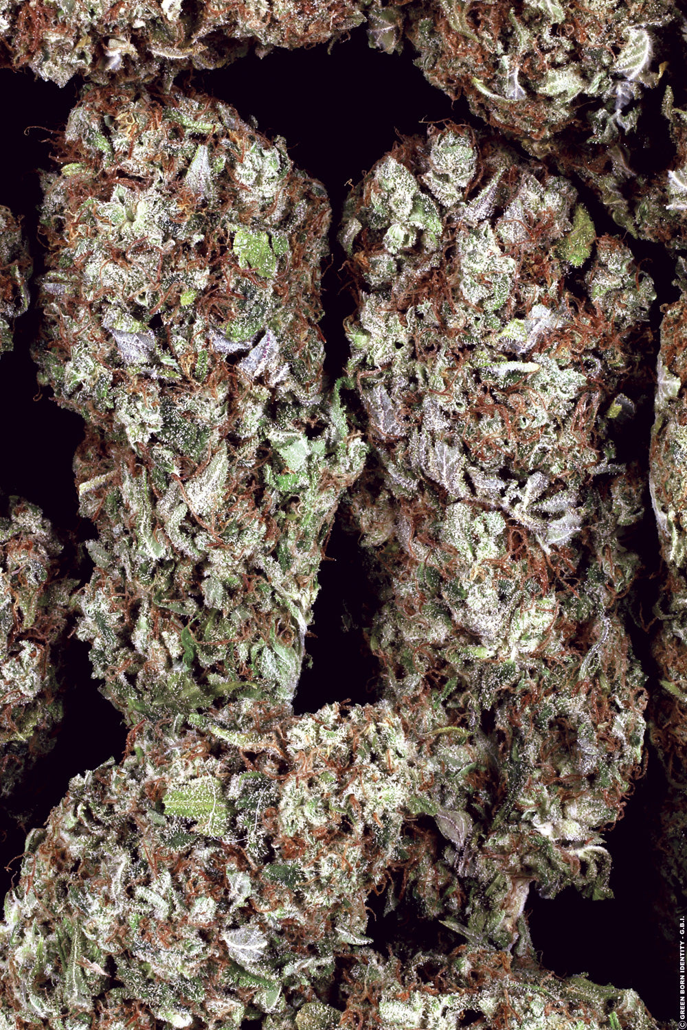 PARADISE SEEDS - DUTCH DRAGON FEMMINIZZATA