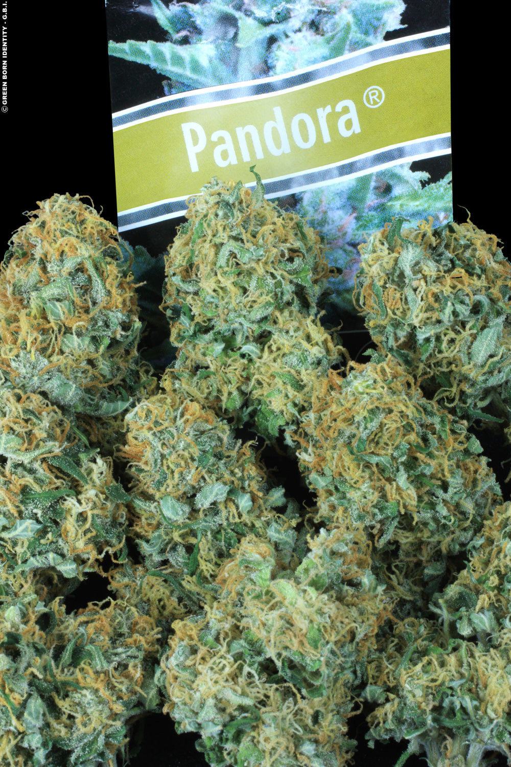 PARADISE SEEDS - PANDORA AUTO