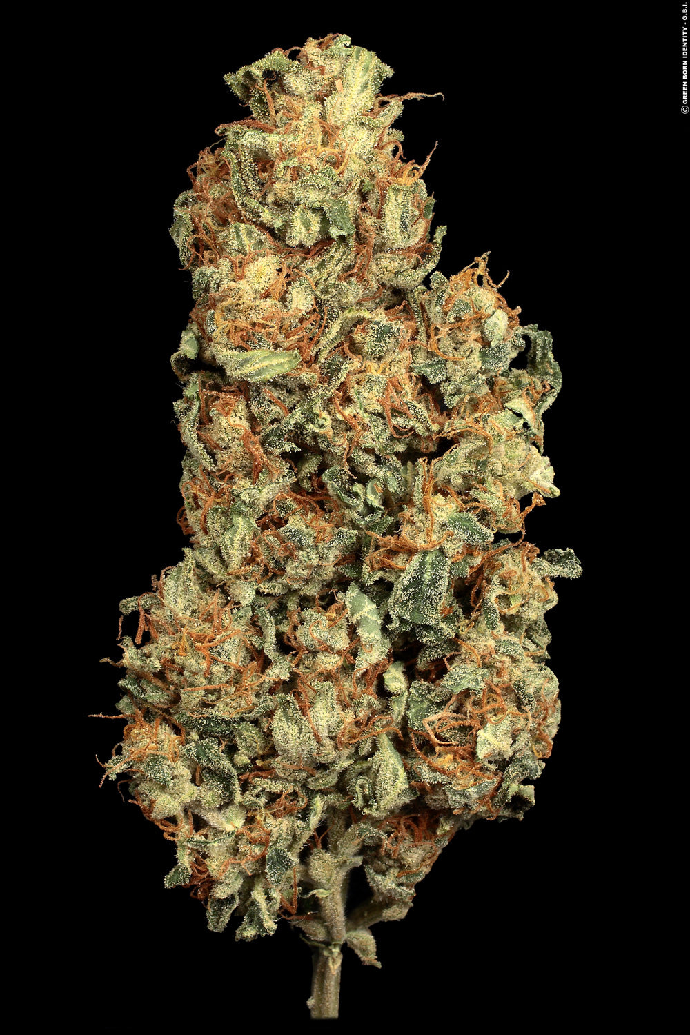 PARADISE SEEDS - VERTIGO AUTO