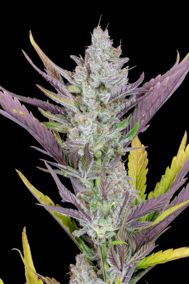 FAST BUDS - WEDDING GLUE AUTO