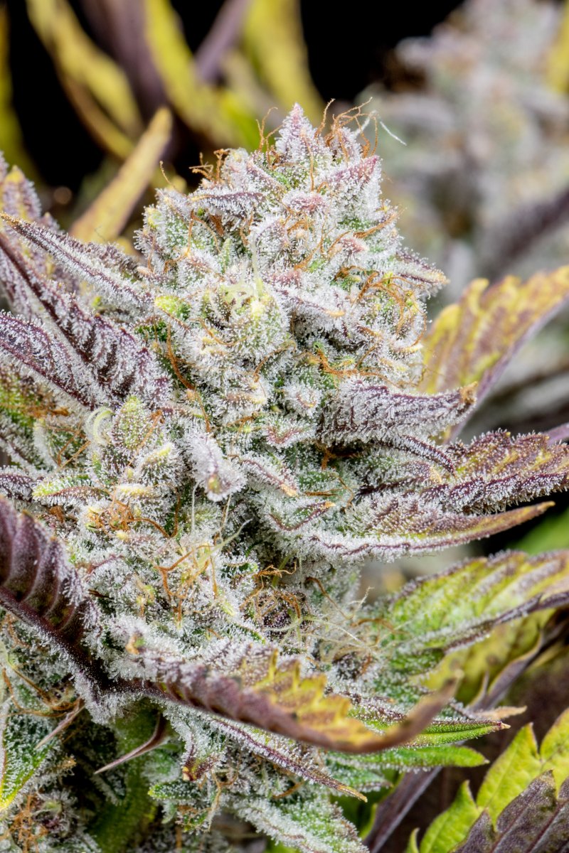 FAST BUDS - WEDDING GLUE AUTO