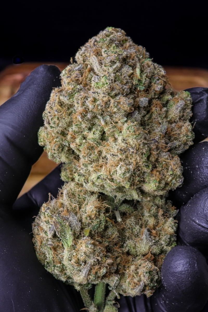 FAST BUDS - STRAWBERRY GORILLA AUTO