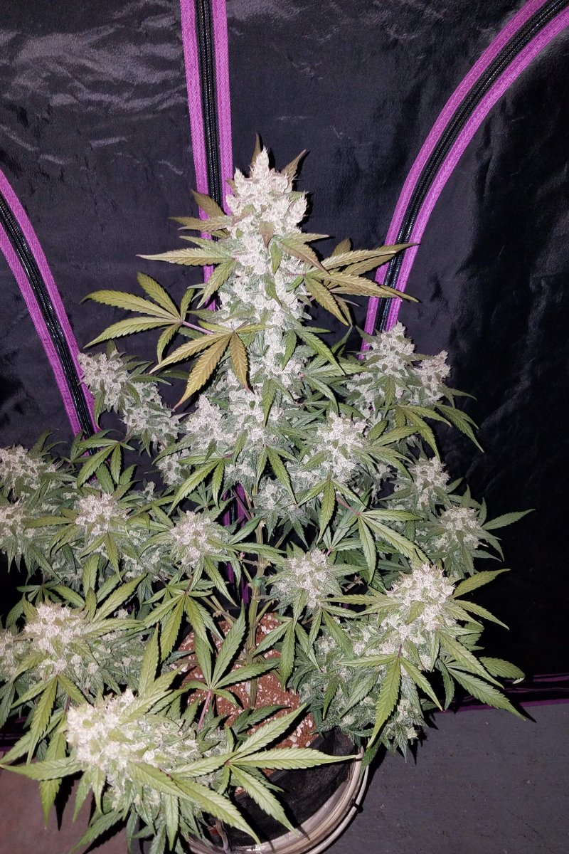 FAST BUDS - GIRL SCOUT COOKIES AUTO